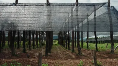 One Net, Many Tasks: Birding, Shading, Nursery, Drying